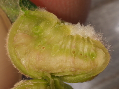 Neuroterus quercicola