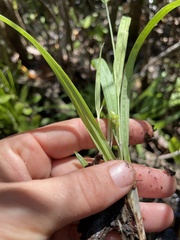 Carex abscondita