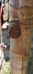 Cornu aspersum