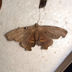 Phyllodonta