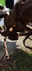 Cornu aspersum