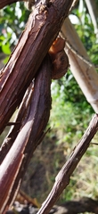 Cornu aspersum