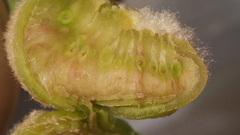 Neuroterus quercicola