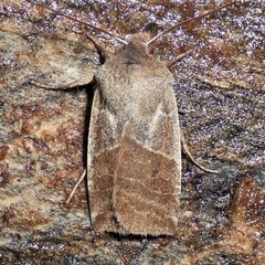 Eupsilia devia
