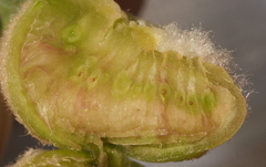 Neuroterus quercicola