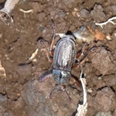Faula centralis