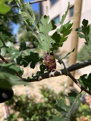 Neuroterus varians