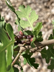 Neuroterus varians