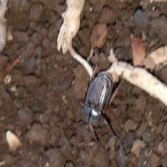 Faula centralis