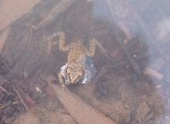 Gastrotheca marsupiata