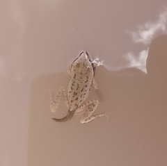 Gastrotheca marsupiata