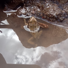 Gastrotheca marsupiata