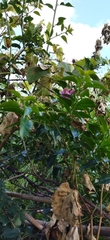 Bougainvillea glabra