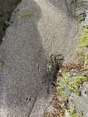 Grapsus grapsus