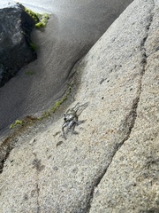 Grapsus grapsus