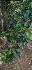 Bougainvillea glabra