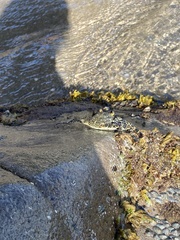 Grapsus grapsus