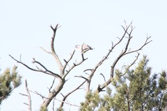 Columba palumbus