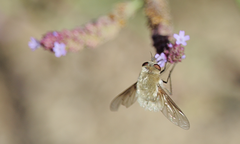 Nothoschistus melampogon