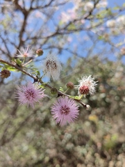 Mimosa lacerata