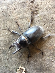 Lucanus placidus