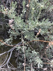 Artemisia arbuscula
