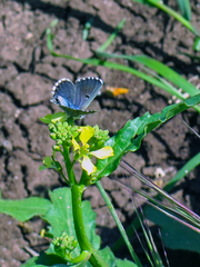 Pseudophilotes abencerragus