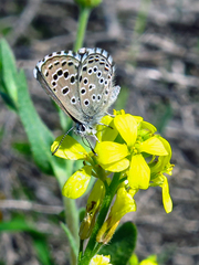 Pseudophilotes abencerragus
