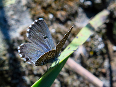 Pseudophilotes abencerragus