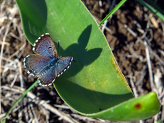 Pseudophilotes abencerragus