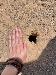 Xerospermophilus tereticaudus