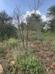 Vachellia exuvialis