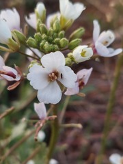 Diplotaxis erucoides
