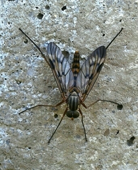 Rhagio atlanticus