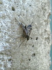 Rhagio atlanticus