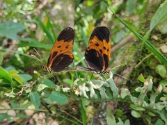 Mechanitis messenoides deceptus