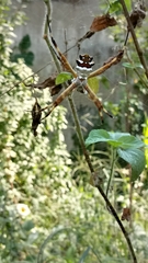 Argiope argentata