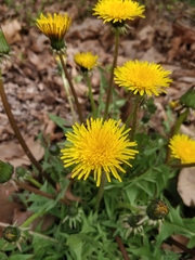 Taraxacum officinale