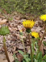 Taraxacum officinale