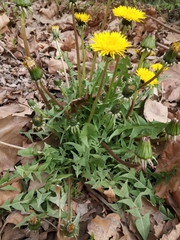 Taraxacum officinale