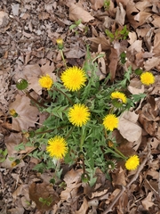 Taraxacum officinale