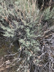 Artemisia arbuscula