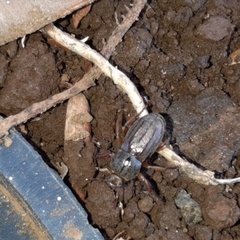 Faula centralis