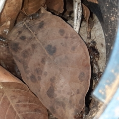 Faula centralis