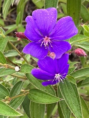 Pleroma heteromallum