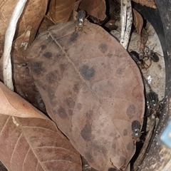 Faula centralis