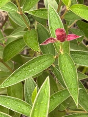 Pleroma heteromallum