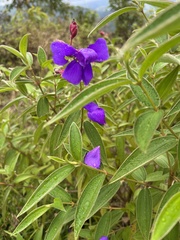 Pleroma heteromallum