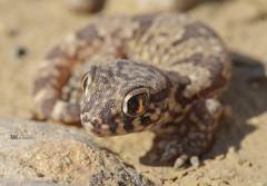 Stenodactylus mauritanicus