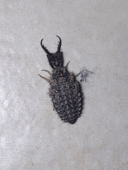 Distoleon tetragrammicus